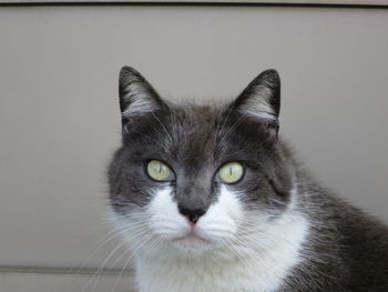 Close-up portrait of cat