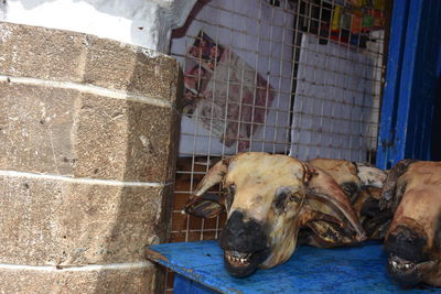 View of a dog in cage