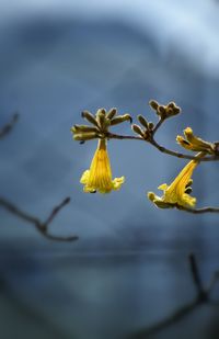 Close-up of yellow flowers