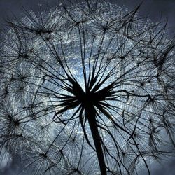 Low angle view of bare trees against sky