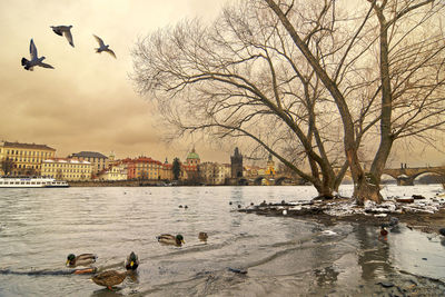 Birds flying over lake