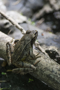 Frog of the species rana dalmatina on a tree trunk