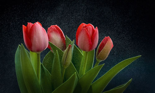 Close-up of red flowers