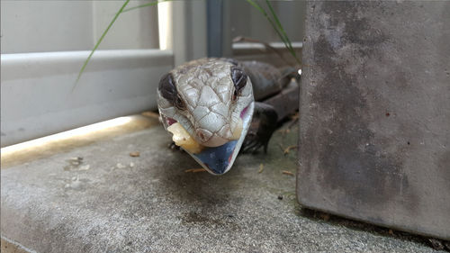 Close-up of lizard