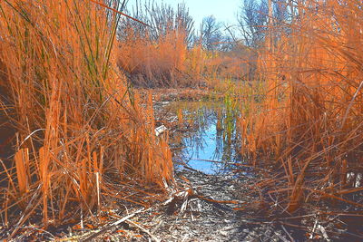 Bare trees in lake during winter