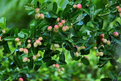 Fresh bengal currant, christ's thorn in the garden