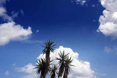 A view of palm trees and dramatic clouds in the blue sky in summer time