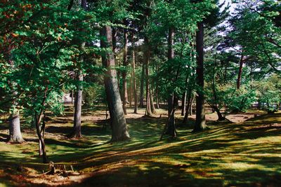 Trees in forest