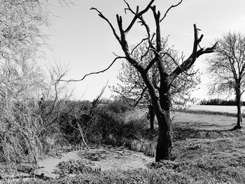 Bare trees on grassy field