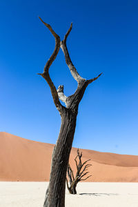 Dead trees on desert against clear blue sky