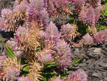 High angle view of pink flowering plants