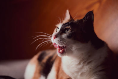 Close-up of cat looking away