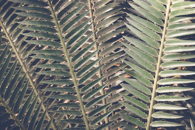 Full frame shot of plants