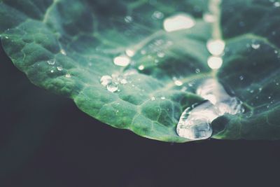 Close-up of raindrops on leaf