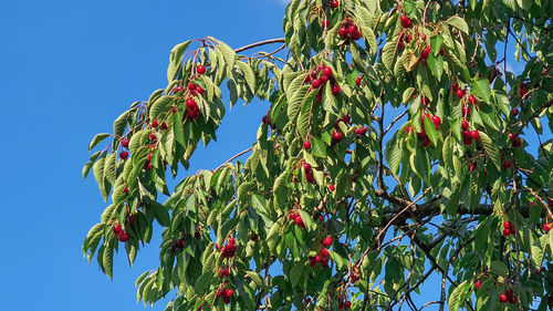 Low angle view of plants against blue sky