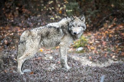 Wolf standing on field