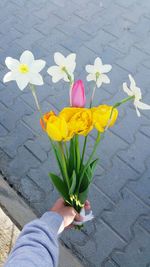 Low section of person holding purple flower