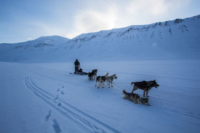 Man with sled dogs on snow covered landscape against sky