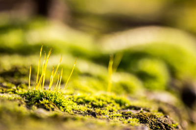 Close-up of moss growing outdoors