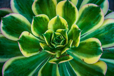 Close-up of fresh green cactus plant