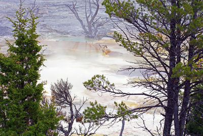 Scenic view of trees growing in forest