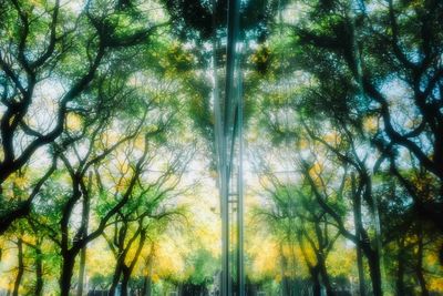 Low angle view of trees in forest