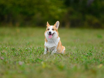 Orange and white happy corgi on a green field