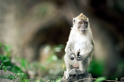 Portrait of monkey sitting on rock