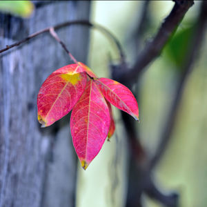 Close-up of red leaves on plant