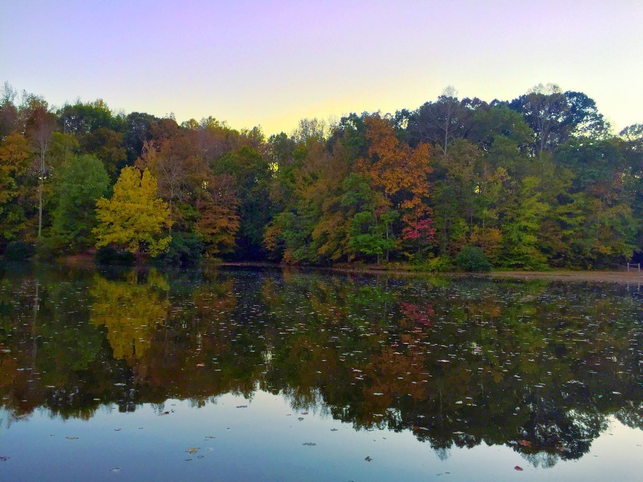 tree, reflection, water, lake, tranquility, autumn, tranquil scene, clear sky, waterfront, beauty in nature, scenics, change, nature, growth, standing water, season, idyllic, sky, branch, calm