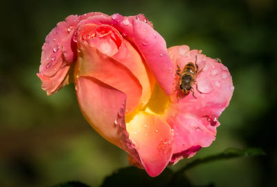 Close-up of wet pink rose flower