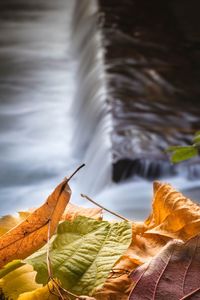 Close-up of dry leaves falling on plant during autumn