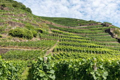 Scenic view of vineyard against sky