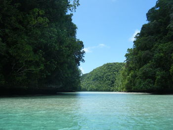 Scenic view of trees by sea against sky