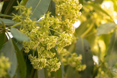 Close-up of white flowering plant