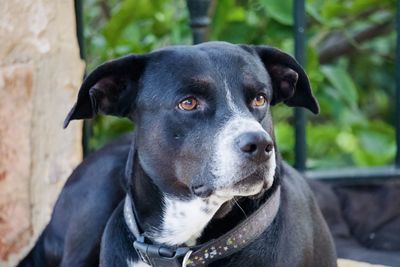 Close-up portrait of black dog