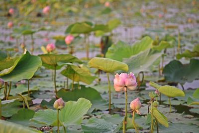 Close-up of pink water lily in lake