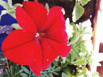 Close-up of red flower