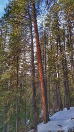 Trees in forest during winter