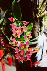 Close-up of pink flowers on tree