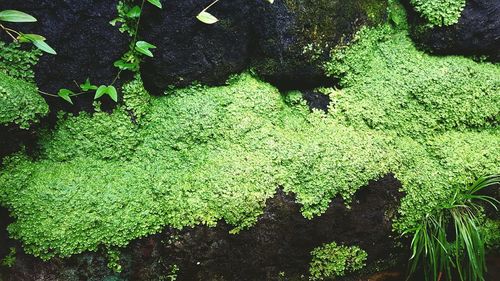 High angle view of grass in water