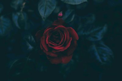 Close-up of red rose blooming outdoors