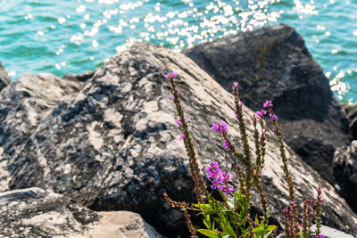 High angle view of flowers on rock by sea