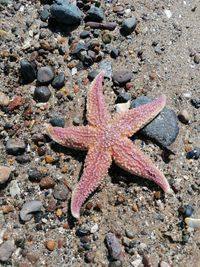 High angle view of starfish on beach