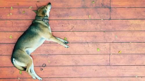 High angle view of dog sitting on floor