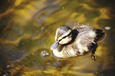 Close-up of duck swimming in lake