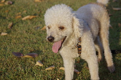 High angle view of dog on field