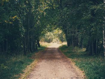 Dirt road amidst trees in forest