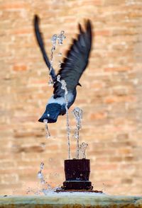 Bird flying in a water