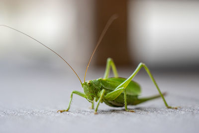 Insect on leaf